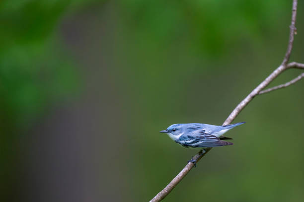 Cerulean Warbler Posturing stock photo