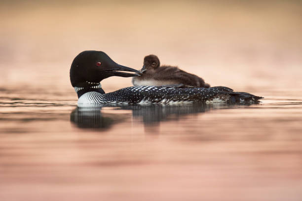 istock Common Loon and Chick on Pastel Pink Water 1125703936