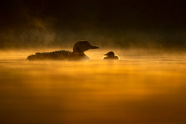 common loon und chick silhouette - common loon stock-fotos und bilder