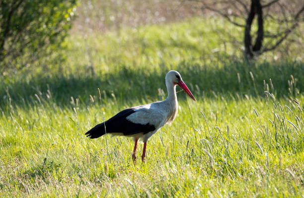 istock White stork (Ciconia ciconia) in the morning sun on a spring meadow 1125704138