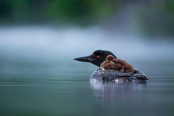 common loon chick riding auf erwachsene zurück - common loon stock-fotos und bilder