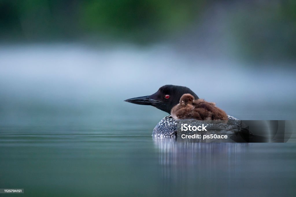 Common Loon Chick Riding on Adults Back A baby Common Loon rides on the back of its parent on a calm pond in the early morning with fog on the water. Loon - Bird Stock Photo