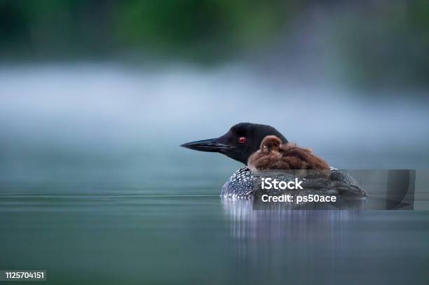 Common Loon Chick Riding On Adults Back Stock Photo - Download Image Now - Loon - Bird, Animal, Animal Body Part