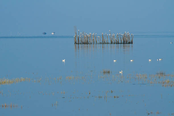 istock Landscapes of Andernos-les-Bains 1125705801