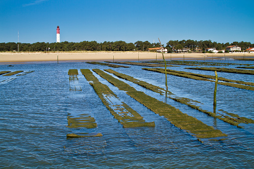 Oyster farming is the specialty of the Bassin d'Arcachon. Oysters grow in parks and can be enjoyed directly at the oyster farmer's hut