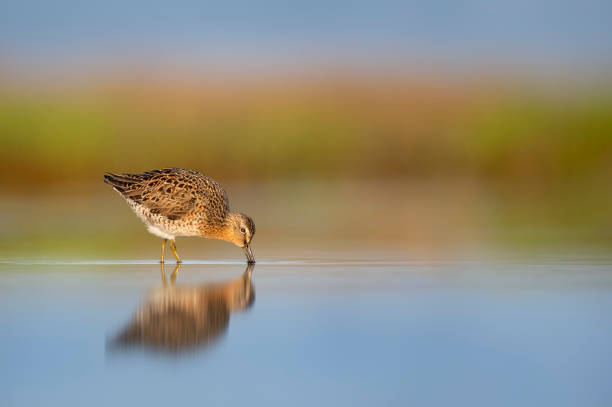 Feeding Dowitcher stock photo