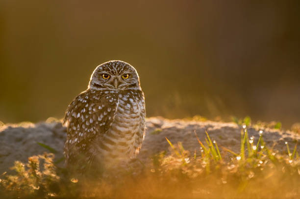 Glowing Burrowing Owl A Florida Burrowing Owl stares at the camera as it glows in the morning sun. burrowing owl stock pictures, royalty-free photos & images