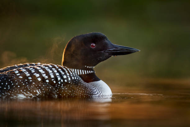 Glowing Loon Portrait A Common Loon close portrait with glowing sun and mist on the water in the early morning on a calm lake. common loon photos stock pictures, royalty-free photos & images