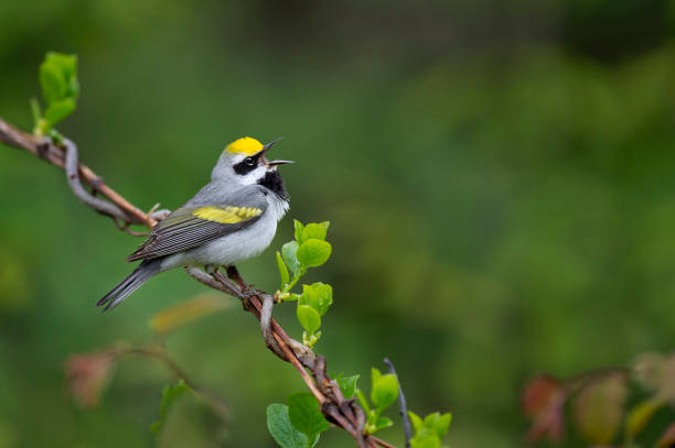 Golden-winged Singing stock photo