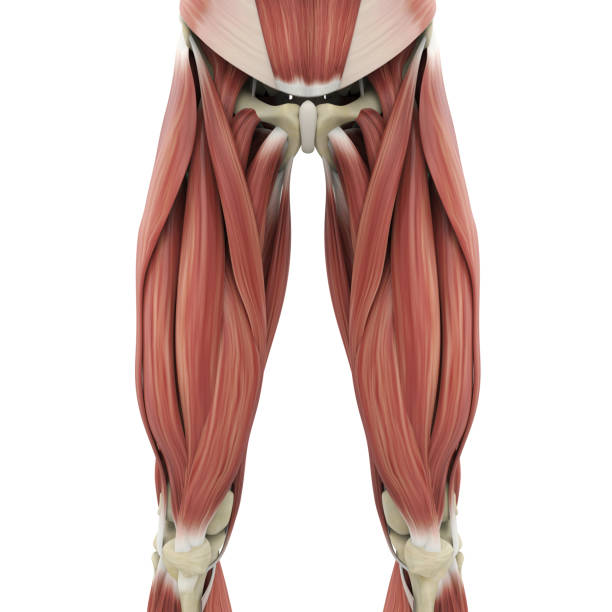 anatomía de los músculos de las piernas superiores - aductor grande fotografías e imágenes de stock