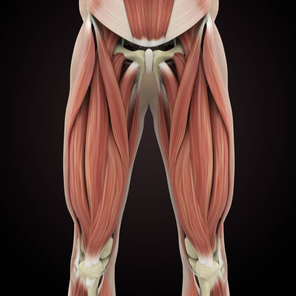 istock Upper Legs Muscles Anatomy 1125710296