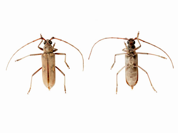 istock Long-Horn Beetle (Orthomegas Of The Cerambycidae Family) Found In Northern Peru 1125711205