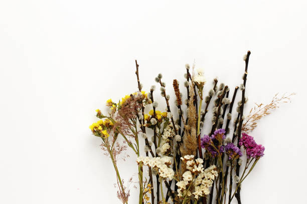 istock colorful flowers and willow buds isolated on white background, holiday spring concept 1125712027