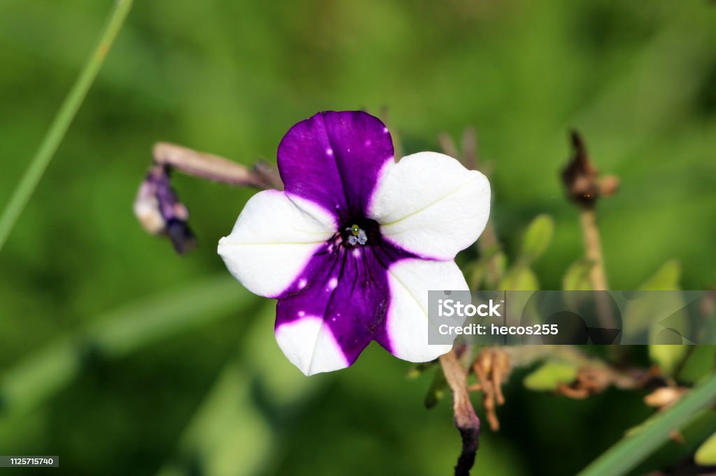Surfinia Floración Planta Con Flor Violeta Y Blanco Totalmente Abierta Crecimiento De Rama Única Rodeado De Hojas Marchitas Y Secas En El Fondo Foto de stock y más banco de imágenes de Surfinia Floración Planta Con Flor Violeta Y Blanco Totalmente Abierta Crecimiento De Rama Única Rodeado De Hojas Marchitas Y Secas En El Fondo Foto de stock y más banco de imágenes de