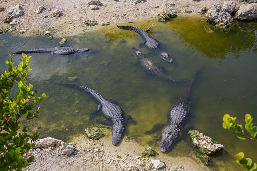 American Alligator