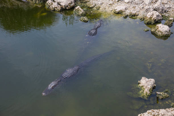 istock Alligators in the Everglades, Florida 1125715863