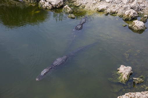 Alligators in the swamps of the Everglades national park, Florida