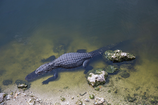 An Alligator in the swamps of the Everglades national park, Florida