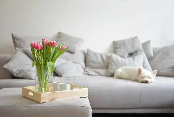 Photo of bouquet of tulips on a tray and in the background with white dog