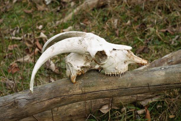 crâne de chèvre squelette animal - goat skull photos et images de collection