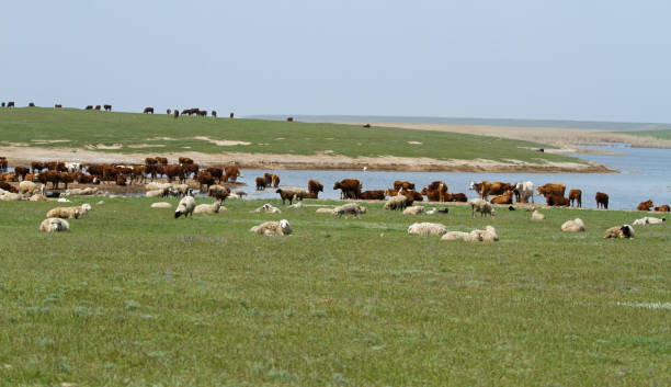 Cows and sheeps at the lake Cows and sheeps at the lake, Kamykia, Russia republic of kalmykia stock pictures, royalty-free photos & images