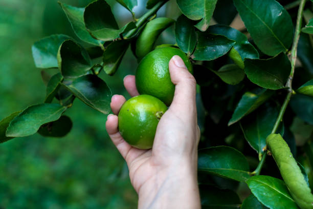 istock Woman hand picking lemon on lemon tree 1125717230