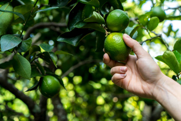 mano de mujer cosecha de limón en el árbol de limón - limones verdes fotografías e imágenes de stock
