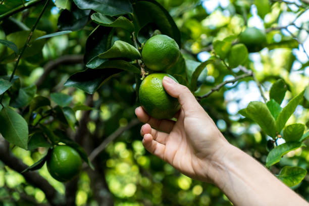 istock Woman hand picking lemon on lemon tree 1125717232