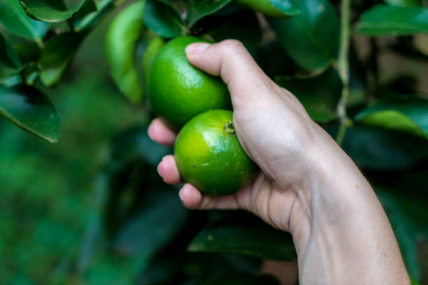 istock Woman hand picking lemon on lemon tree 1125717240