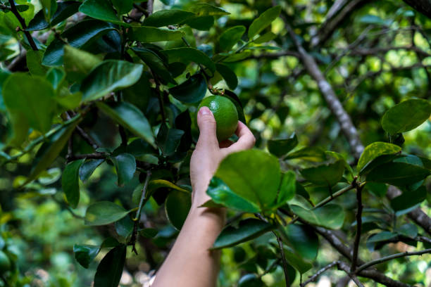 donna che raccoglie il limone sull'albero di limone - close up women horizontal citrus fruit foto e immagini stock