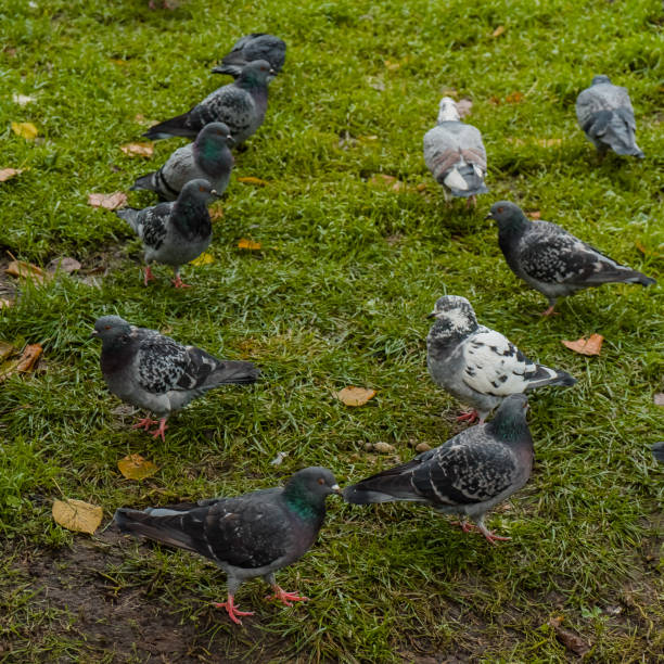 istock some pigeons walking on the lawn 1125717537