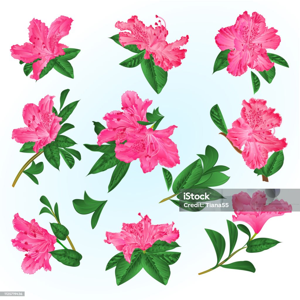 Pink  flowers rhododendrons and leaves  mountain shrub on a blue background  vintage vector illustration Pink  flowers rhododendrons and leaves  mountain shrub on a blue background  vintage vector illustration editable hand draw Azalea stock vector