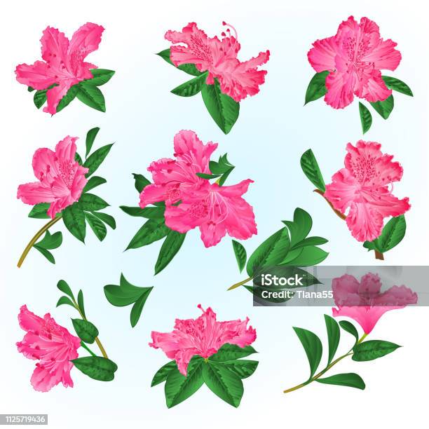 Pink Flowers Rhododendrons And Leaves Mountain Shrub On A Blue Background Vintage Vector Illustration Stock Illustration - Download Image Now