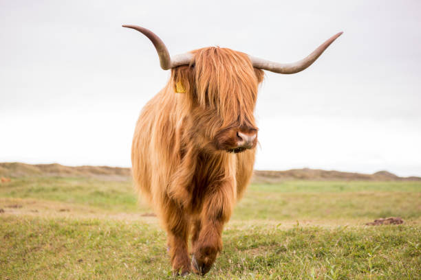 istock One scottish highlander bull wiht long horns from front 1125719527