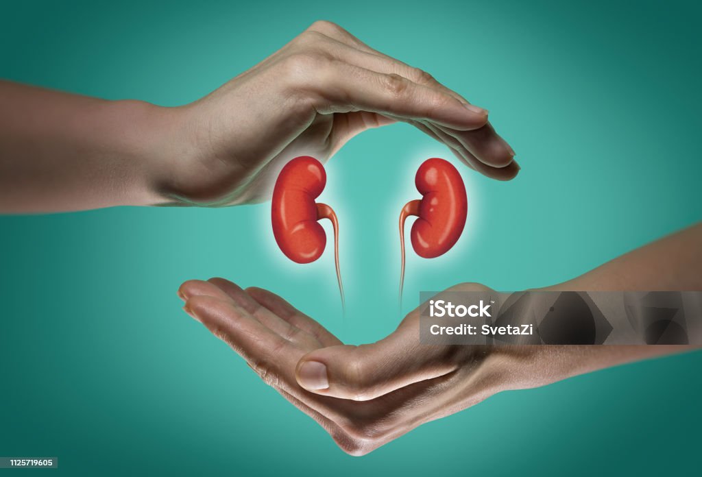 Concept of a healthy kidneys. A human kidneys between two palms of a woman on  blue and green background. The concept of a healthy liver. Kidney - Organ Stock Photo