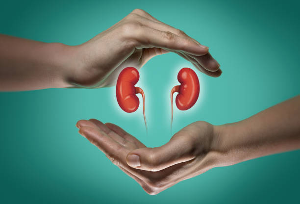 Concept of a healthy kidneys. A human kidneys between two palms of a woman on  blue and green background. The concept of a healthy liver. human kidney stock pictures, royalty-free photos & images