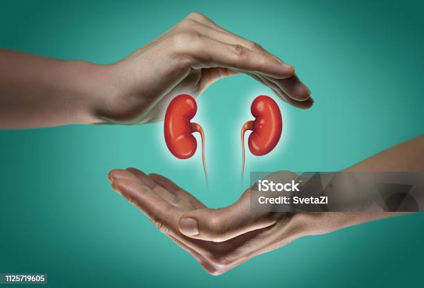 Concept Of A Healthy Kidneys Stock Photo - Download Image Now - Kidney - Organ, Healthy Lifestyle, Healthcare And Medicine