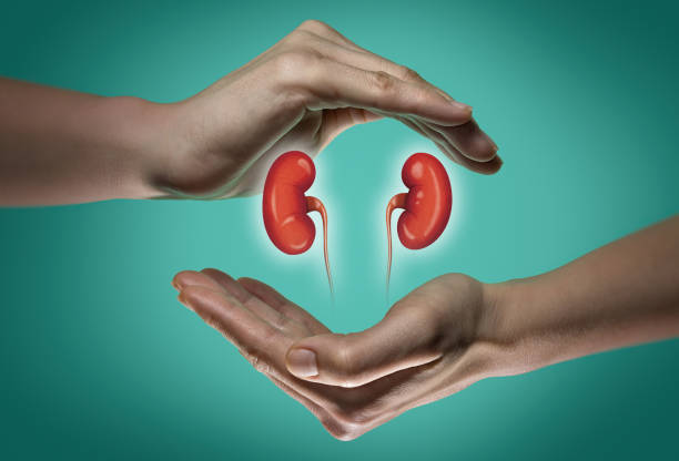 concept of a healthy kidneys. - kidney cancer imagens e fotografias de stock