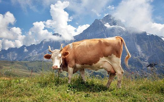 Swiss cow in the high mountains, Grindelwald near Lauterbunnen