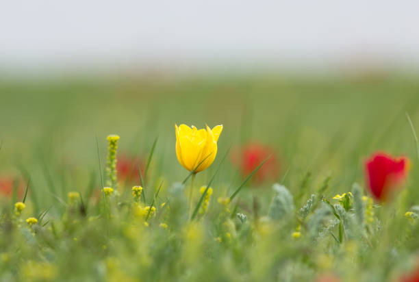Schrenck's tulips (Tulipa) in the steppe, Republic of Kalmykia, Russia