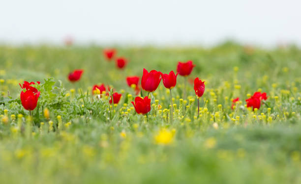 Schrenck's tulips (Tulipa) in the steppe Schrenck's tulips (Tulipa) in the steppe, Republic of Kalmykia, Russia republic of kalmykia stock pictures, royalty-free photos & images