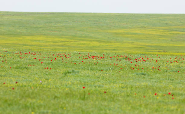 Schrenck's tulips (Tulipa) in the steppe Schrenck's tulips (Tulipa) in the steppe, Republic of Kalmykia, Russia republic of kalmykia stock pictures, royalty-free photos & images