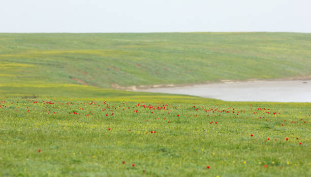 Lake with Schrenck's tulips (Tulipa) in the steppe Lake with Schrenck's tulips (Tulipa) in the steppe, Republic of Kalmykia, Russia republic of kalmykia stock pictures, royalty-free photos & images