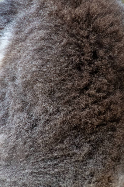 Fur on the back of koala bear in Western Australia stock photo