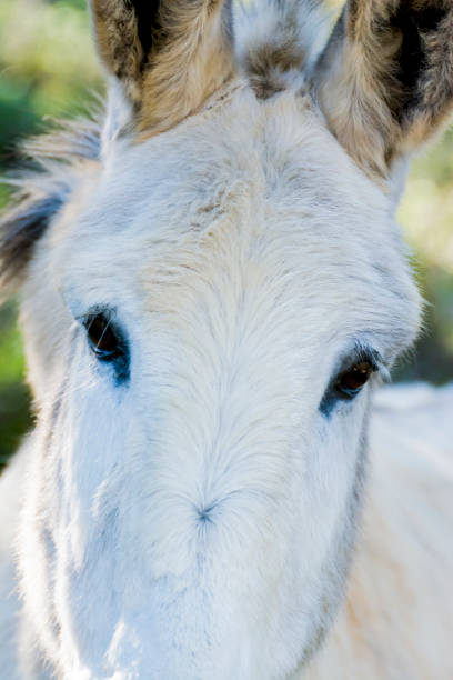 istock Donkey in the field on a sunny day 1125721673