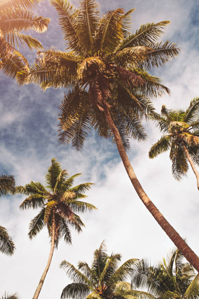 istock Palm tree on sun and blue sky background. weekend Holidays tropical beach concept background, Vacation holidays concept 1125721695