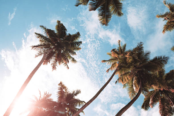 istock Palm tree on sun and blue sky background. weekend Holidays tropical beach concept background, Vacation holidays concept 1125721702