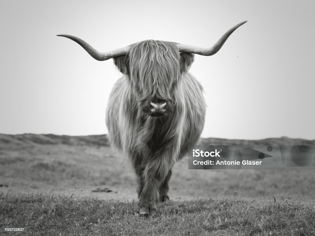 Scottish highland bull wiht long horns portrait in b/w looking into the camera Fauna on the Dutch island Texel in the Wadden Sea (northern sea) Black and white landscape image of the dutch Island Texel in the Waddenzee, in the Northern Sea Black And White Stock Photo