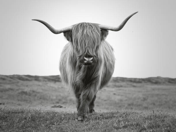 Scottish highland bull wiht long horns portrait in b/w looking into the camera Fauna on the Dutch island Texel in the Wadden Sea (northern sea) Black and white landscape image of the dutch Island Texel in the Waddenzee, in the Northern Sea bull animal photos stock pictures, royalty-free photos & images