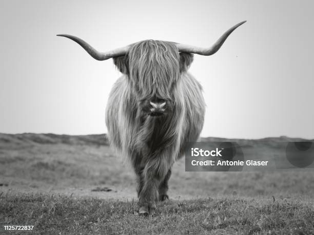 Scottish Highland Bull Wiht Long Horns Portrait In Bw Looking Into The Camera Fauna On The Dutch Island Texel In The Wadden Sea Stock Photo - Download Image Now